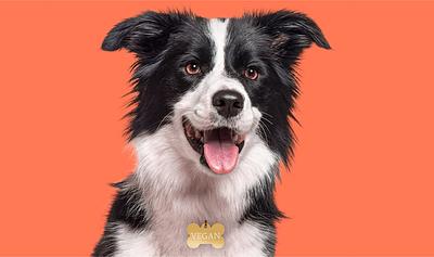 Can Dogs Be Vegan? Why Pet Parents Are Rethinking Meat
