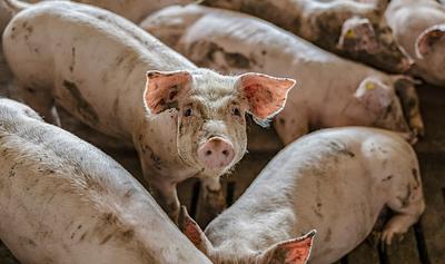 136 Sanctuaries Just Took an Historic Stand Against the Industry That Kills Animals