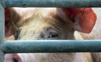 ‘Horror Story’ Pig Farm Hogwood Expected To Close This Year