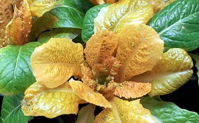 Scientists Just Developed A Golden Lettuce With 30 Times More Vitamin A