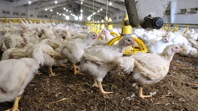 Missing millions: Britain’s hidden chicken crisis