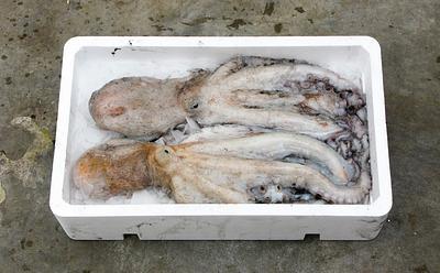 Mexico Introduces Bill To Ban Octopus Farming Due To High Mortality Rates And Cannibalism