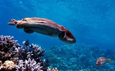 Scientists Capture Footage Of Octopuses And Fishes Hunting Cooperatively