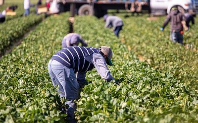 Global Shift To Plant-Based Diets Could Revolutionize Farming And Reduce Labor