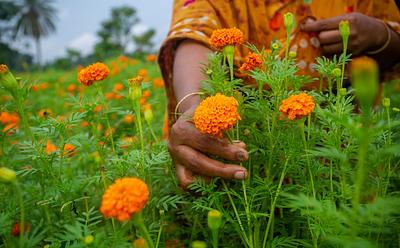 Marigold Flowers Can Be Upcycled Into Plant-Based Protein, Finds Study