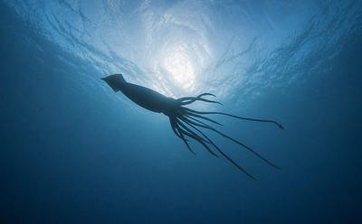 Scientists Detect Giant Squid In Australian Waters