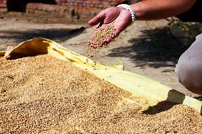 India’s Orphan Crops Could Unlock a New Plant Protein Supply Chain, GFI India Argues