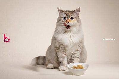 Cats Prefer Cultivated Meat Over Chicken in First Published Feline Feeding Trial
