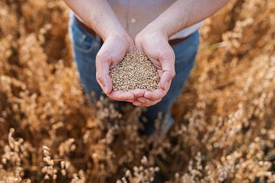Raisio Secures EUR 4.5 Million to Develop Functional Fibre Ingredients from Grain Waste