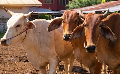 India’s Dairy Industry Built On ‘Reproduction, Extraction, And Disposal,’ Finds Report