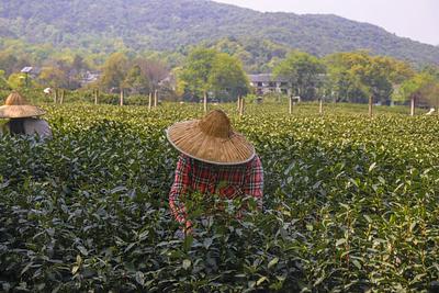 China Could Flip from World’s Largest Alternative Protein Importer to Net Exporter by 2040