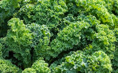 You Might Be Cooking Away Half Of Kale’s Health Benefits