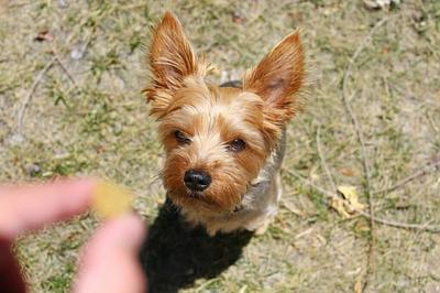MicroHarvest Expands European Pet Food Presence With 15 Products Due by Mid-2026