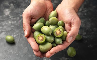 The Tiny ‘Kiwiberry’ Could Help Stop Or Slow Lung Cancer Growth, Finds Study