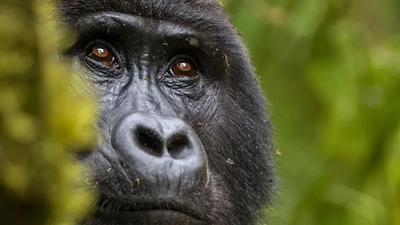 Bwindi’s Unsung Heroes: The Gorilla Defenders Story