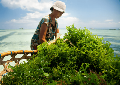 Guest Post: Is Eating More Seaweed the Ethical Answer To Meeting Food Security Needs?