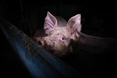 The Heartbreaking Lives of Over 120 Millions Pigs