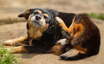 This Is Why Vegan Food Could Help Your Dog’s Allergies