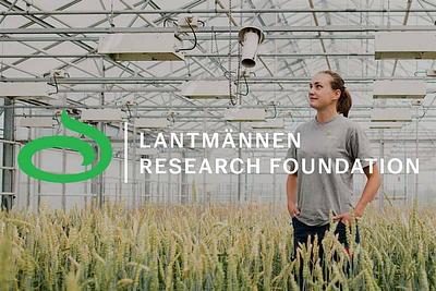 Lantmännen Research Foundation Opens SEK 25 Million Call for Grain, Legume and Bio-Based Material Research