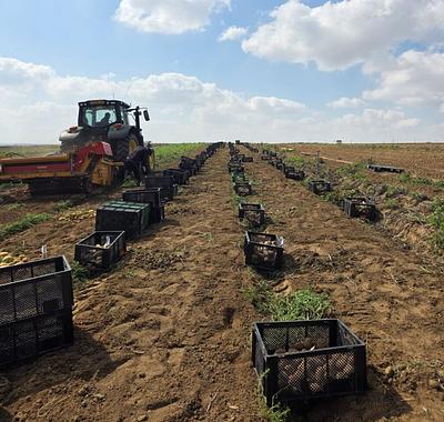 Finally Foods Completes Final Field Trial, Confirms Full Casein Expression in Potatoes