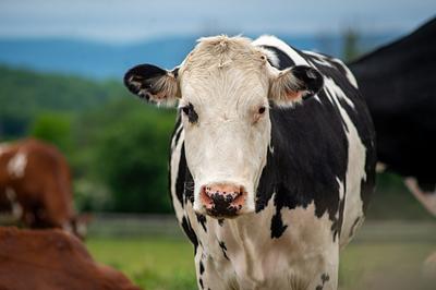 Adopt a Cow, Change the System