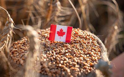 Canada’s $2.1 Billion Food Strategy Doesn’t Mention Plant-Based Proteins Once