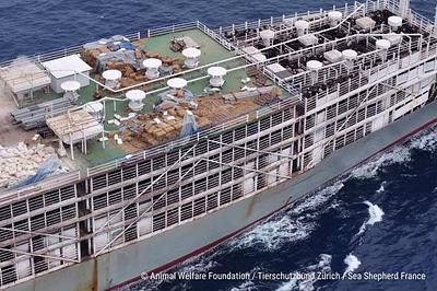 Millions of animals transported on overwhelmingly old and dangerous vessels, new report shows