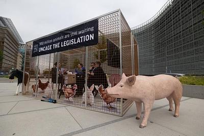 Sad anniversary for cage ban promise: 5 years of inaction
