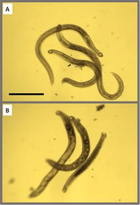 Animals Suffer Blood-Sucking Parasites in UMass Chan Laboratory