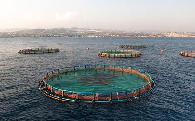 The ‘Chickenification’ Of Fish: Is Aquaculture The Next Poultry Farming?