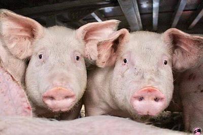 Historic Victory! Pig Hauler Found Guilty After Animals Freeze to Death