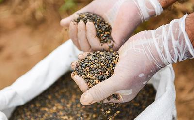 UK Farming Roadmap Calls On Farmers To Swap Animals For Lentils