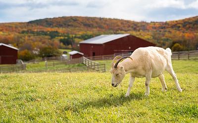 10 Milestone Moments in Farm Sanctuary History