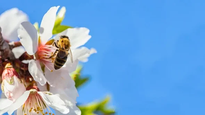 THE POLLINATION DEBATE
