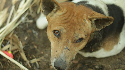 RSCPA braces for rise in animal abuse during summer months