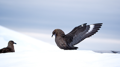 Bird Flu Discovered in Antarctica