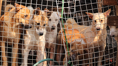 Celebrities Join Forces to End Indonesia’s Dog Meat Trade