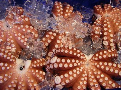 Octopus Farming Isn’t Here Yet — Let’s Keep it That Way