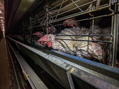 The Life of a Caged Hen in the Egg Industry