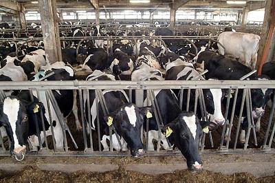 Biggby Coffee and Bluestone Lane Profit at Animals’ Expense