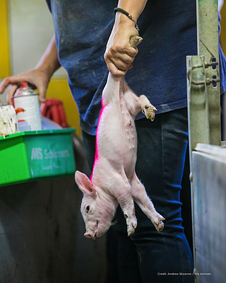 Why Are Farmed Animals Spray Painted?