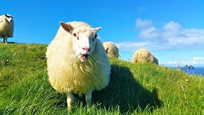 No Wool Allowed: Ibiza Fashion Festival Bans Animal-Derived Knits