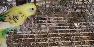 BREAKING: Parakeets’ Heads Ripped Off at Breeder Tied to Petco and PetSmart