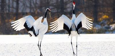 ‘The Hidden Nations of Animals:’ A New Way to See the World We Share