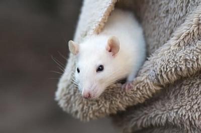 European Union Moves Closer to Ending Chemical Tests on Animals