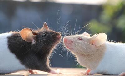 EPA Expands List of Methods That Spare Animals From Deadly Chemical Testing