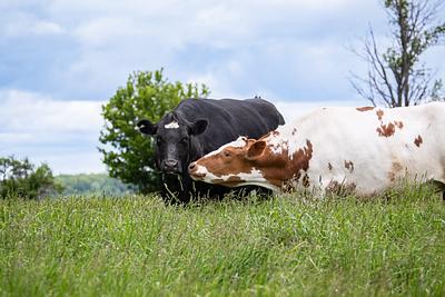 When Curiosity and Compassion Meet: Help Cows as Part of Our Community Science Project