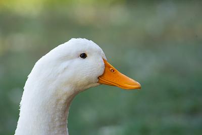 Victory for Ducks and Geese: Portland Bans Foie Gras