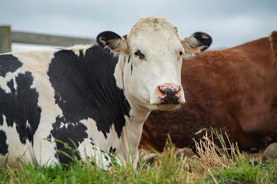 Meet Olive and Learn the Truth About Dairy