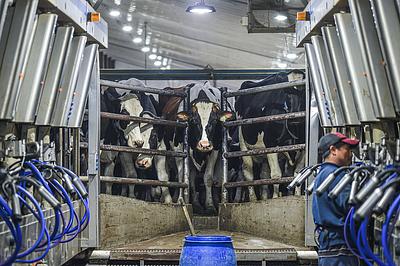 The Painful Lives of Over 9 Million Mother Cows